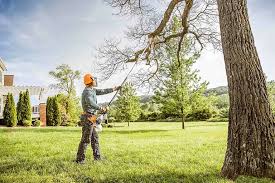 Best Hedge Trimming  in La Marque, TX