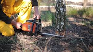 How Our Tree Care Process Works  in  La Marque, TX