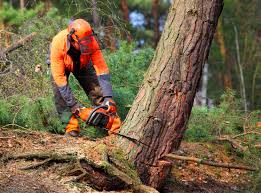 Best Tree Maintenance Programs  in La Marque, TX