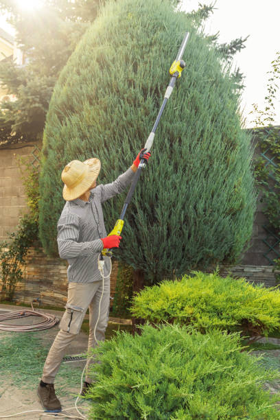 Best Tree Risk Assessment  in La Marque, TX