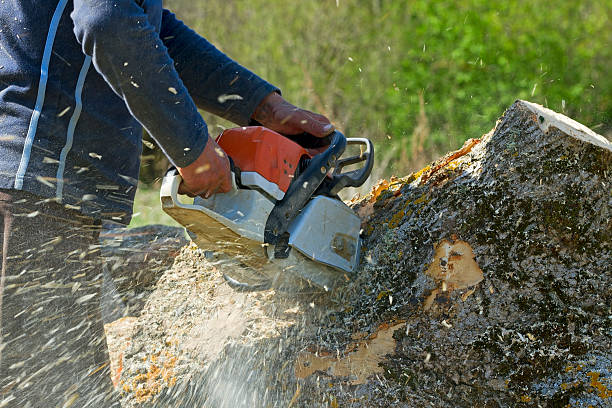 La Marque, TX Tree Services Company