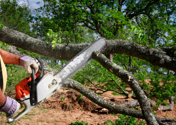 Best Tree Disease Treatment  in La Marque, TX